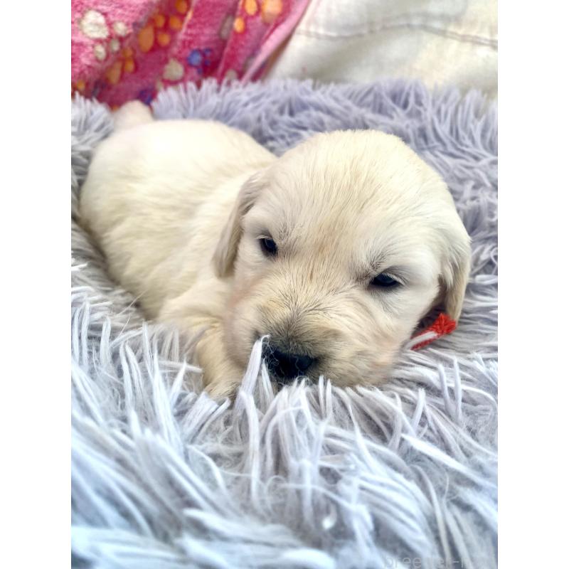 販売中の東京都のゴールデンレトリーバー-440397の9枚目