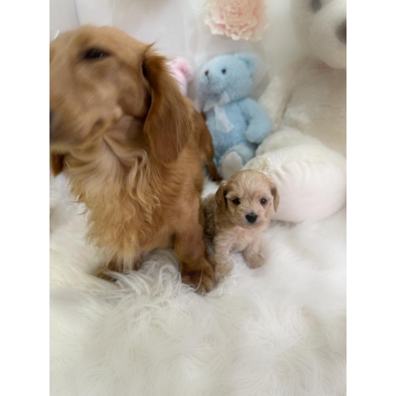 販売中の香川県のダップー:ミニチュアダックスフンド×トイプードル-440189の5枚目