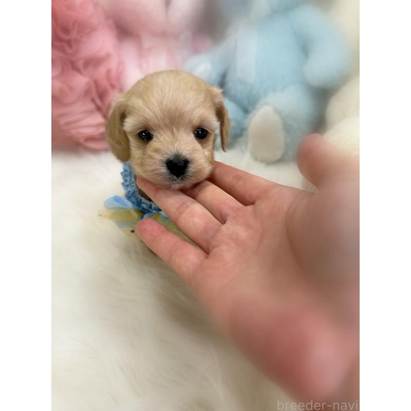 販売中の香川県のダップー:ミニチュアダックスフンド×トイプードル-440189の4枚目