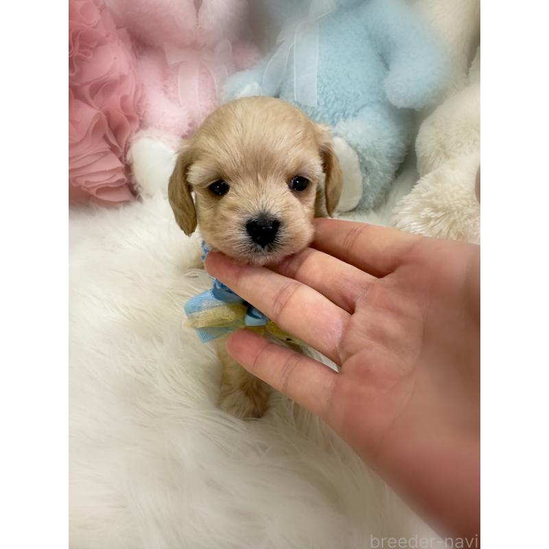 販売中の香川県のダップー:ミニチュアダックスフンド×トイプードル-440189の3枚目