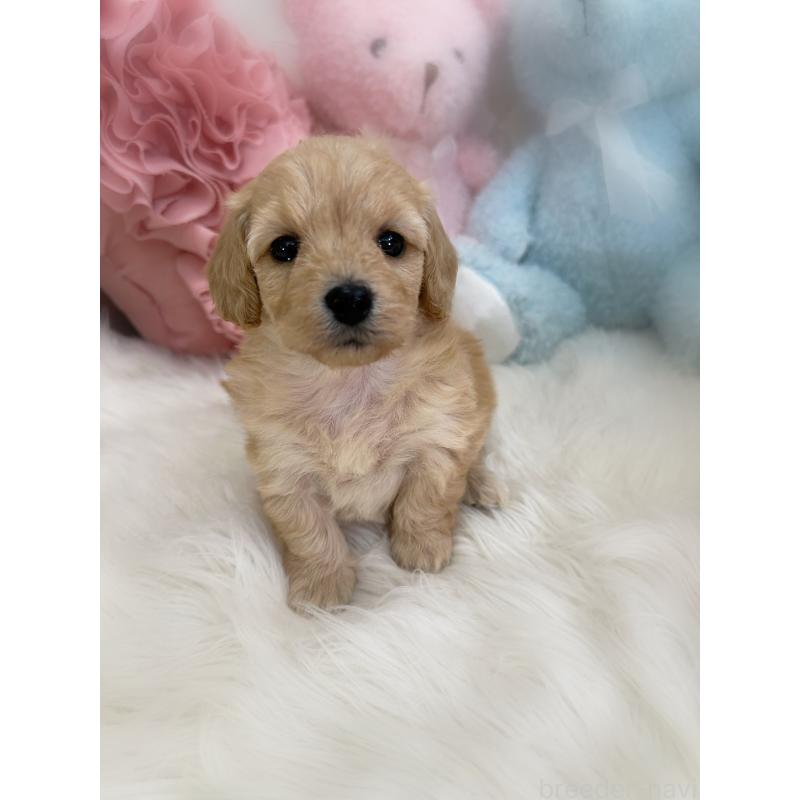 販売中の香川県のダップー:ミニチュアダックスフンド×トイプードル-440191の5枚目