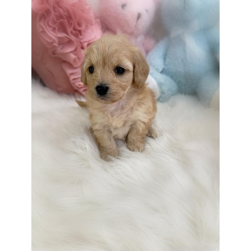 販売中の香川県のダップー:ミニチュアダックスフンド×トイプードル-440191の4枚目