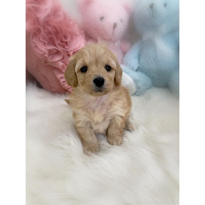 販売中の香川県のダップー:ミニチュアダックスフンド×トイプードル-440191の3枚目