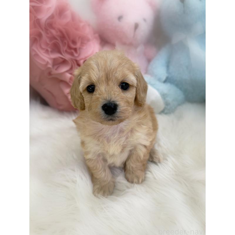 販売中の香川県のダップー:ミニチュアダックスフンド×トイプードル-440191の2枚目