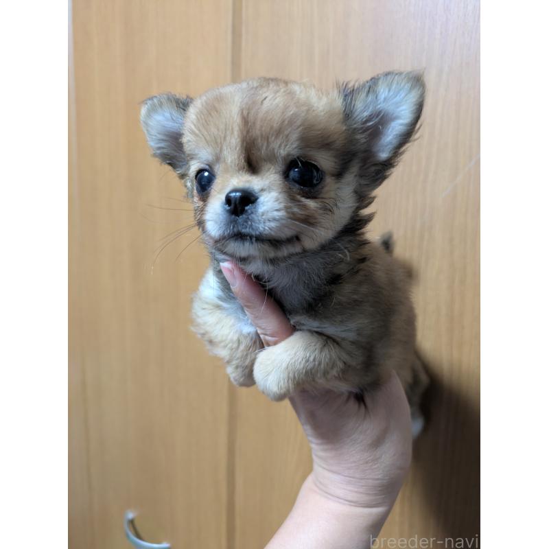 販売中の埼玉県のチワワ(ロングコート)-440190の4枚目