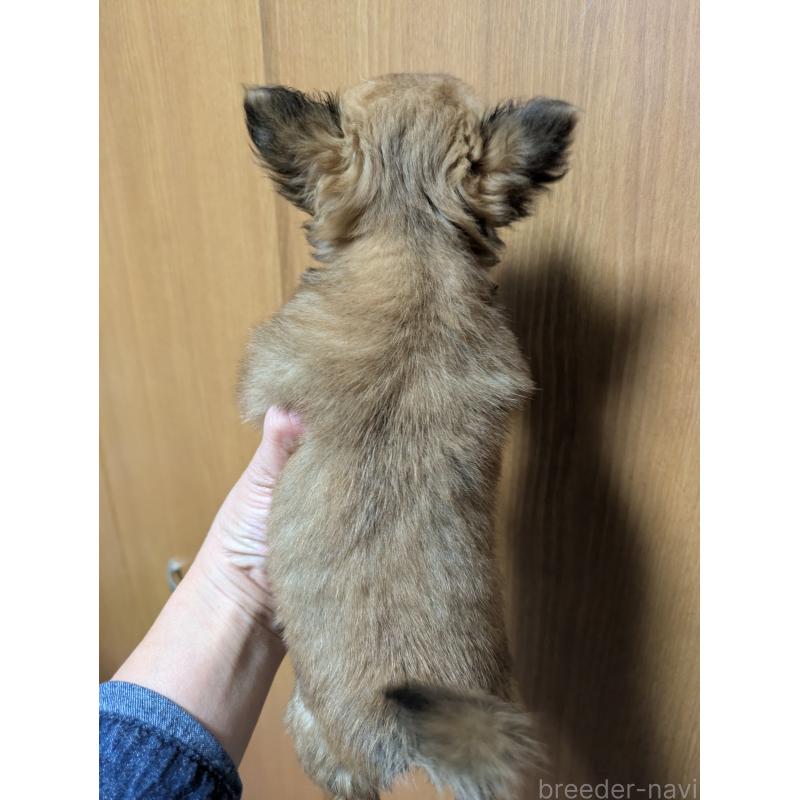 販売中の埼玉県のチワワ(ロングコート)-440190の3枚目