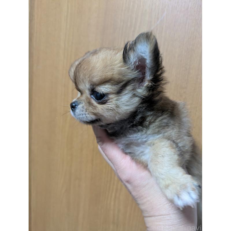 販売中の埼玉県のチワワ(ロングコート)-440190の2枚目