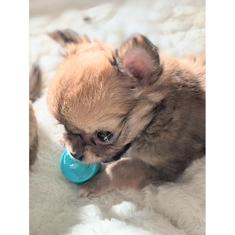 販売中の埼玉県のチワワ(ロングコート)-440192の3枚目