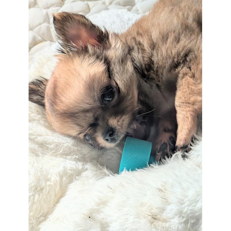 販売中の埼玉県のチワワ(ロングコート)-440192の2枚目