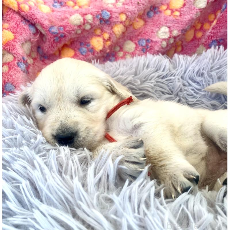 販売中の東京都のゴールデンレトリーバー-440397の7枚目