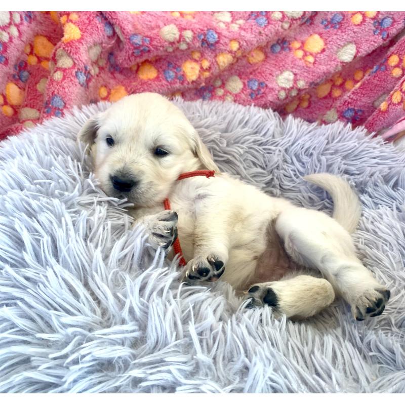 販売中の東京都のゴールデンレトリーバー-440397の5枚目