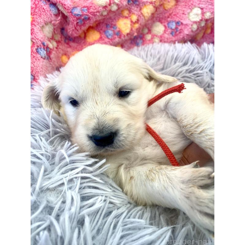 販売中の東京都のゴールデンレトリーバー-440397の4枚目