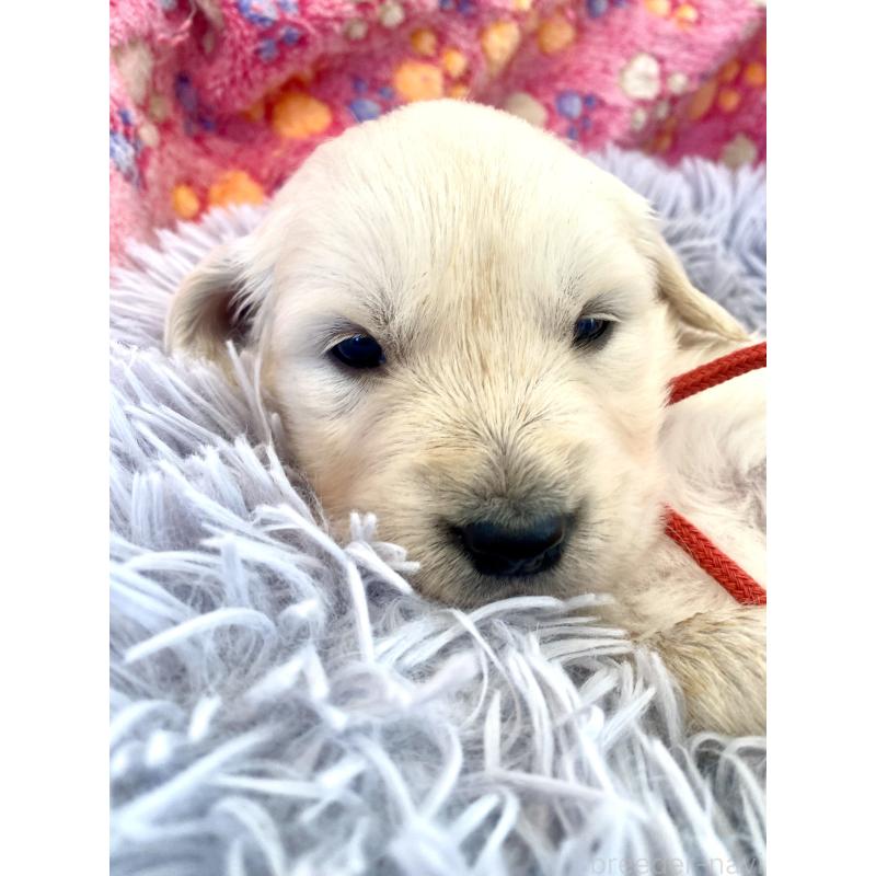 販売中の東京都のゴールデンレトリーバー-440397の3枚目