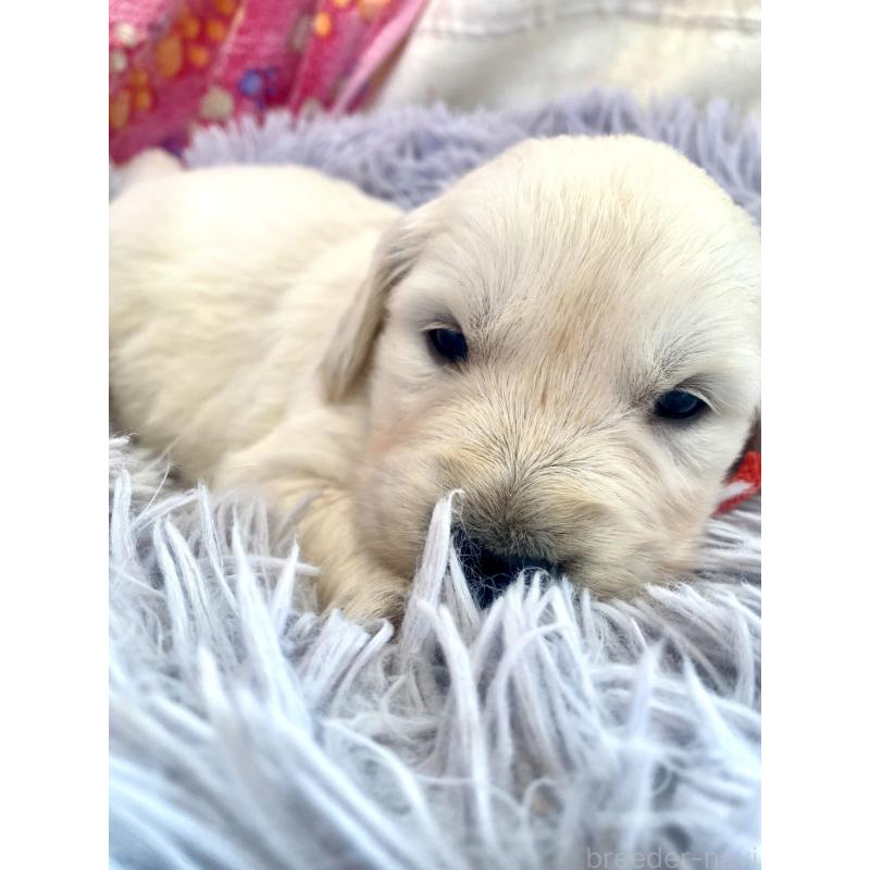 販売中の東京都のゴールデンレトリーバー-440397の2枚目