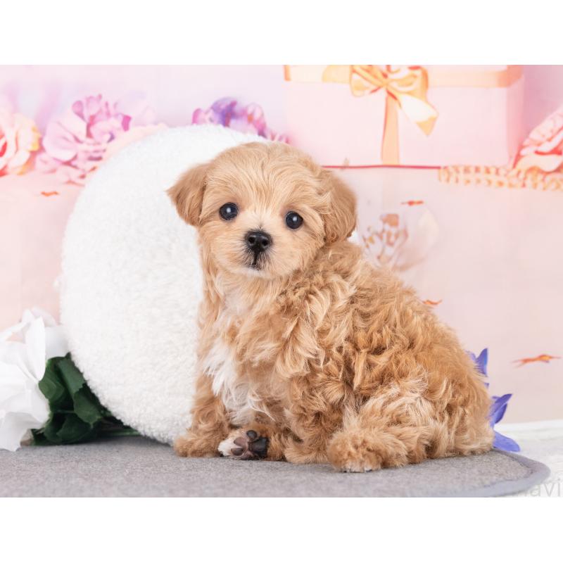 販売中の岐阜県のマルプー:マルチーズ×トイプードル-440523の5枚目