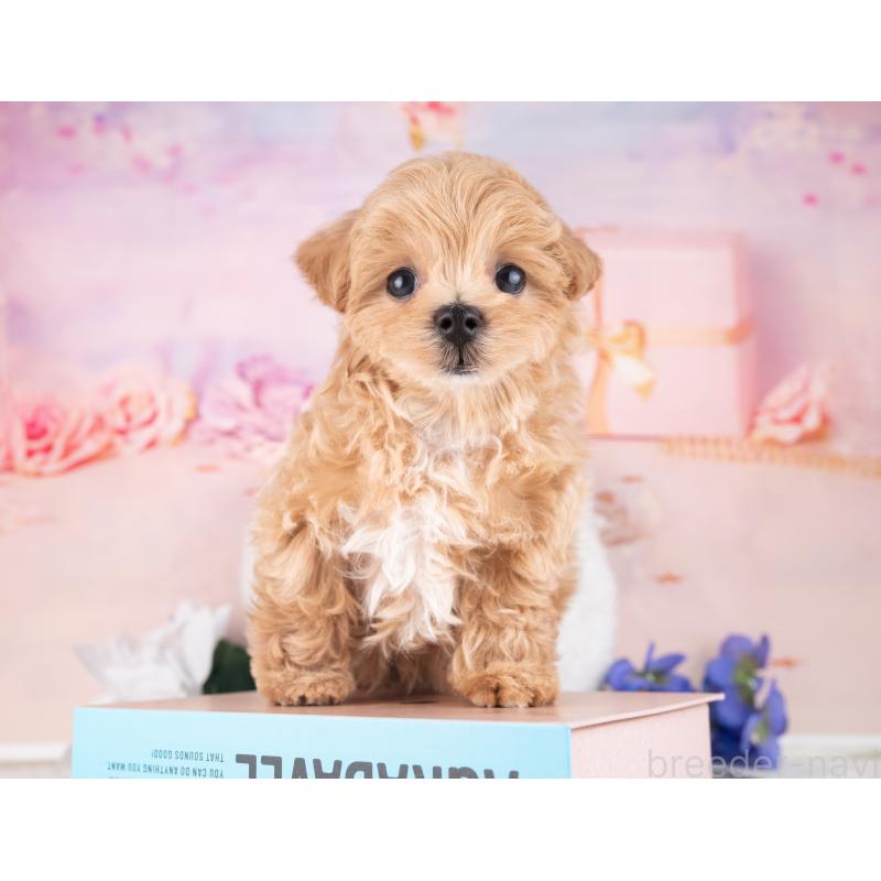 販売中の岐阜県のマルプー:マルチーズ×トイプードル-440523の4枚目