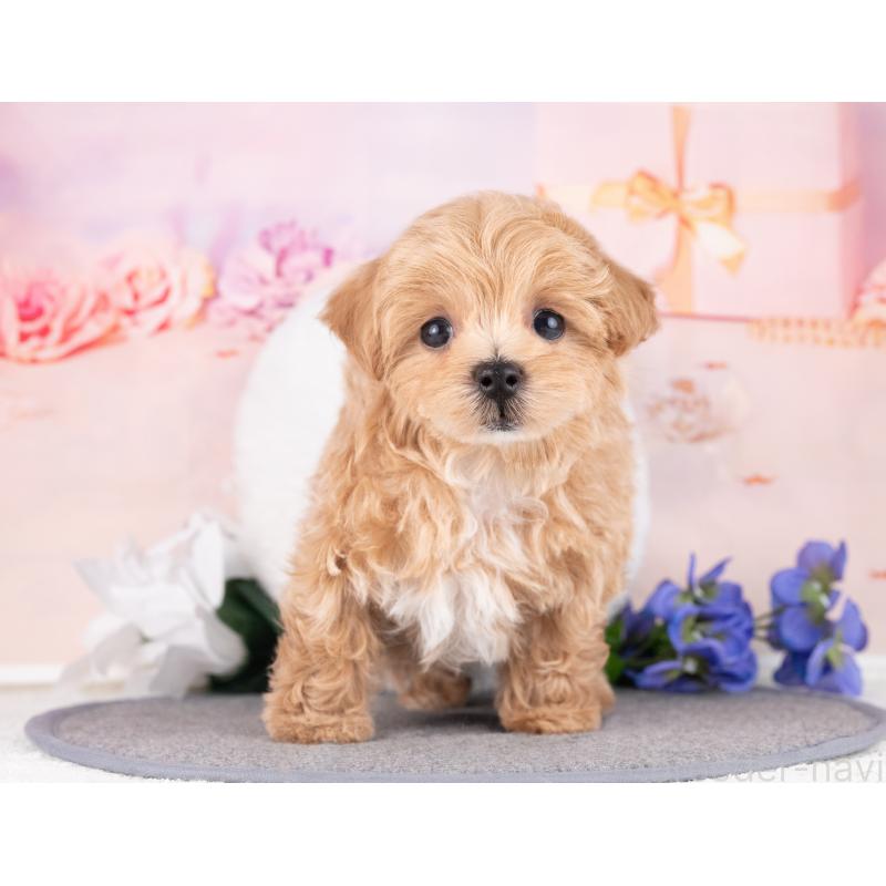 販売中の岐阜県のマルプー:マルチーズ×トイプードル-440523の3枚目