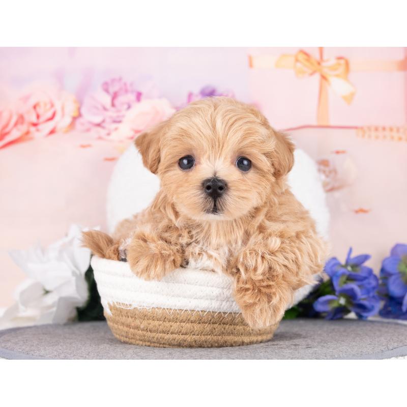 販売中の岐阜県のマルプー:マルチーズ×トイプードル-440523の2枚目