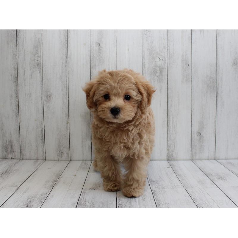 販売中の千葉県のマルプー:マルチーズ×トイプードル-434245の3枚目