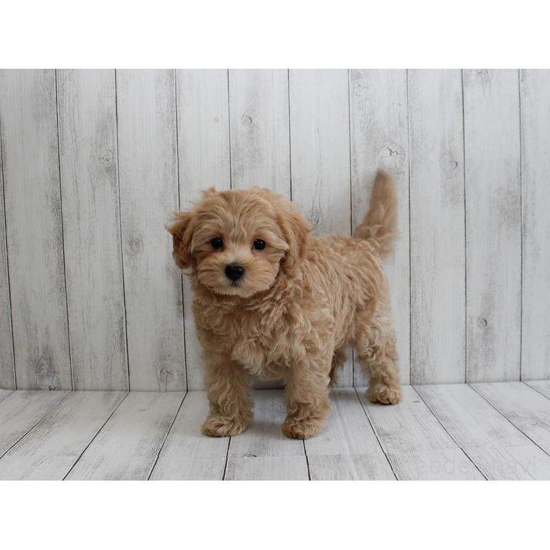 販売中の千葉県のマルプー:マルチーズ×トイプードル-434245の2枚目