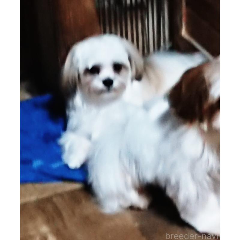 販売中の栃木県のマルシーズー:マルチーズ×シーズー-428879の3枚目