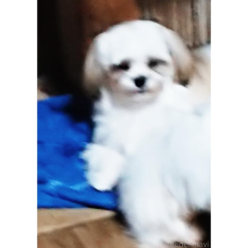 販売中の栃木県のマルシーズー:マルチーズ×シーズー-428879の2枚目