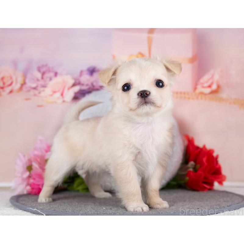 販売中の岐阜県のチワワ(ロングコート)-440525の7枚目