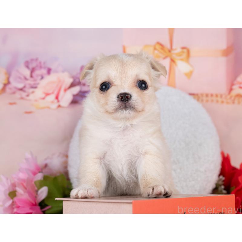 販売中の岐阜県のチワワ(ロングコート)-440525の6枚目