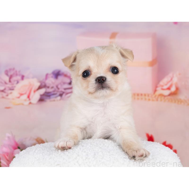 販売中の岐阜県のチワワ(ロングコート)-440525の5枚目