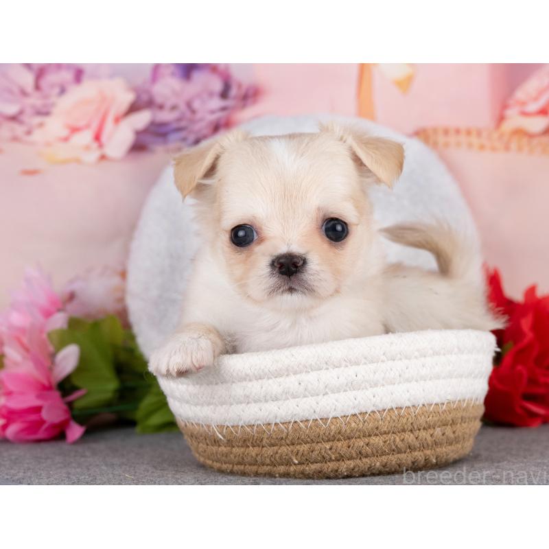 販売中の岐阜県のチワワ(ロングコート)-440525の4枚目