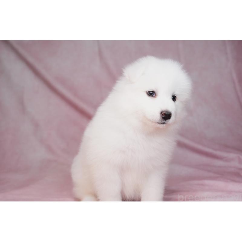 販売中の群馬県のサモエド-440398の11枚目