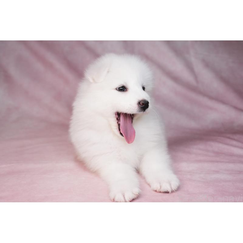 販売中の群馬県のサモエド-440398の10枚目