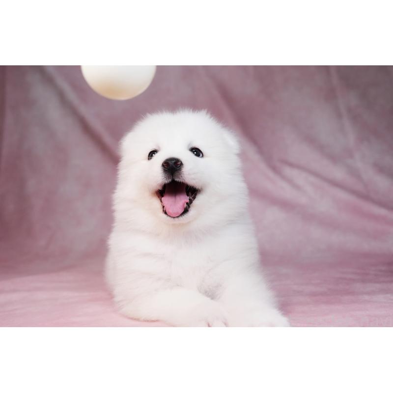 販売中の群馬県のサモエド-440398の9枚目