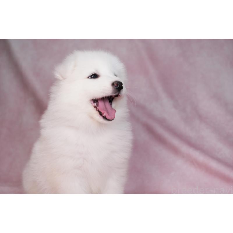 販売中の群馬県のサモエド-440398の8枚目