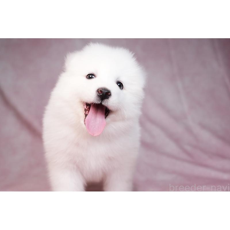 販売中の群馬県のサモエド-440398の7枚目