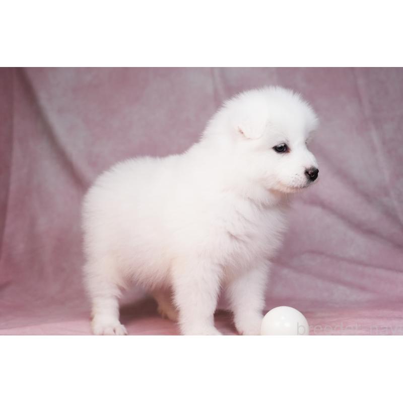 販売中の群馬県のサモエド-440398の6枚目