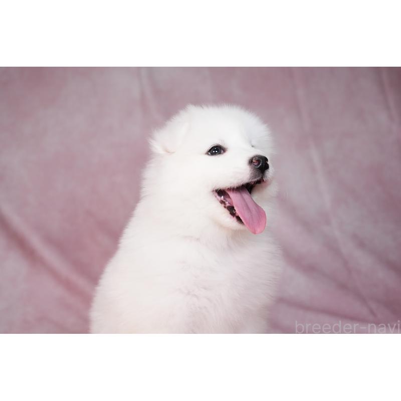 販売中の群馬県のサモエド-440398の5枚目