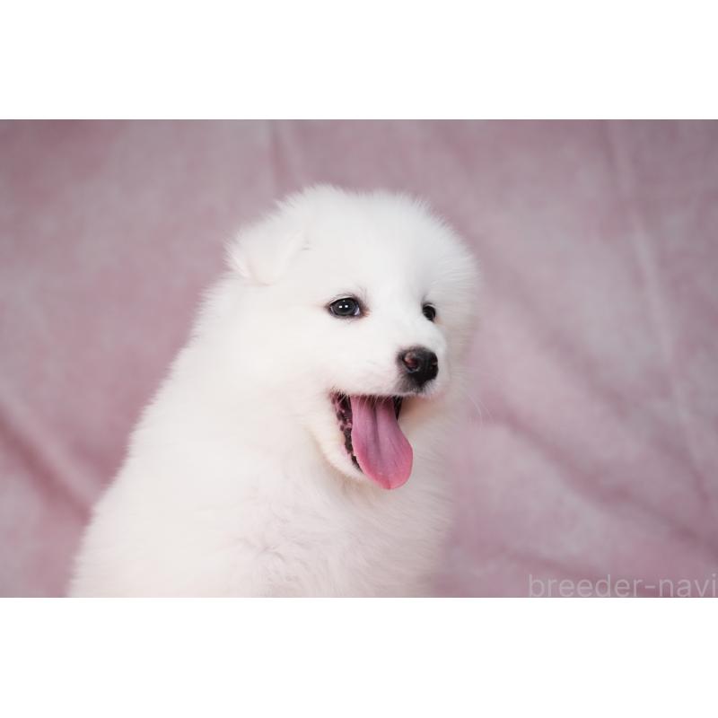 販売中の群馬県のサモエド-440398の4枚目