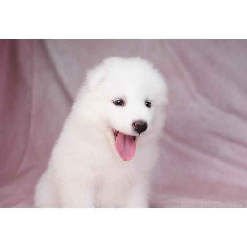 販売中の群馬県のサモエド-440398の3枚目