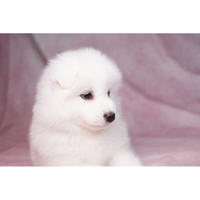 販売中の群馬県のサモエド-440398の2枚目