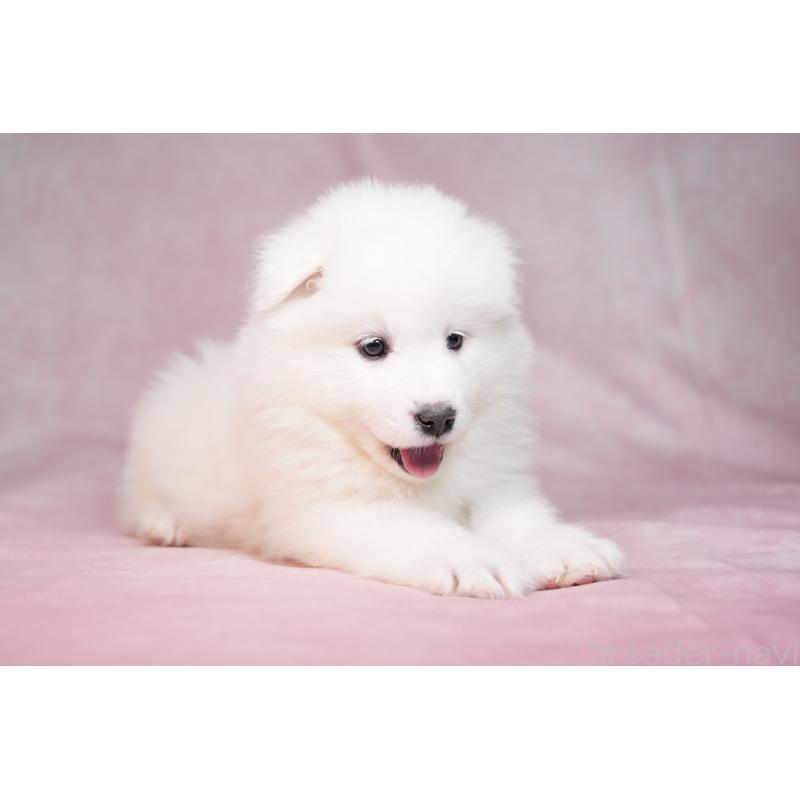 販売中の群馬県のサモエド-440399の17枚目