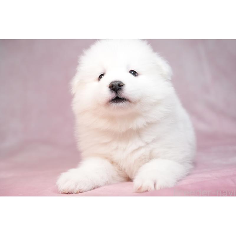 販売中の群馬県のサモエド-440399の16枚目