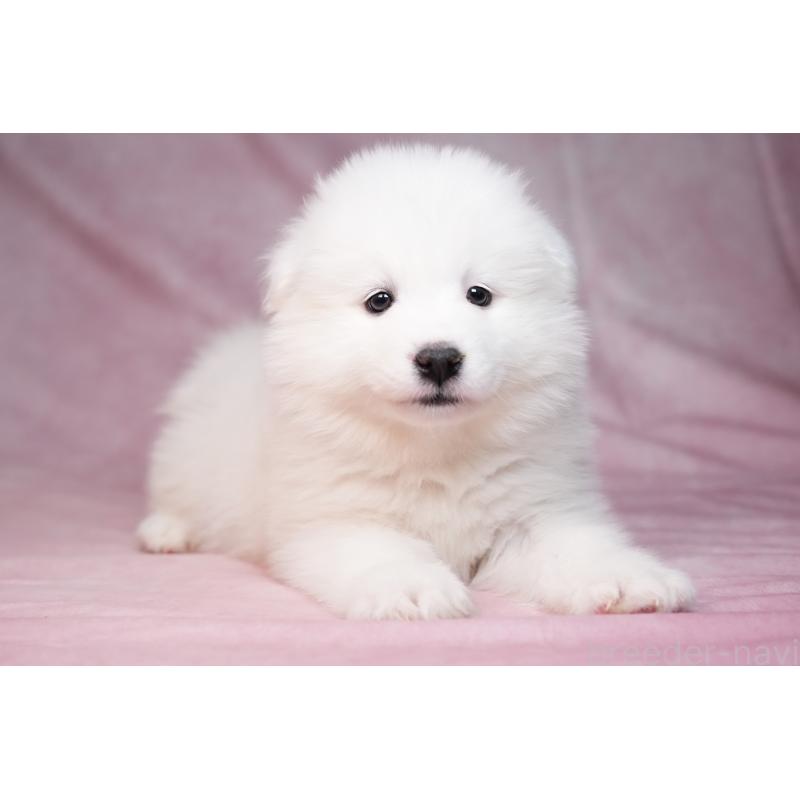 販売中の群馬県のサモエド-440399の14枚目