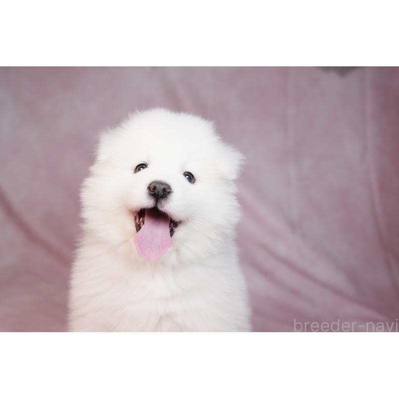 販売中の群馬県のサモエド-440399の13枚目