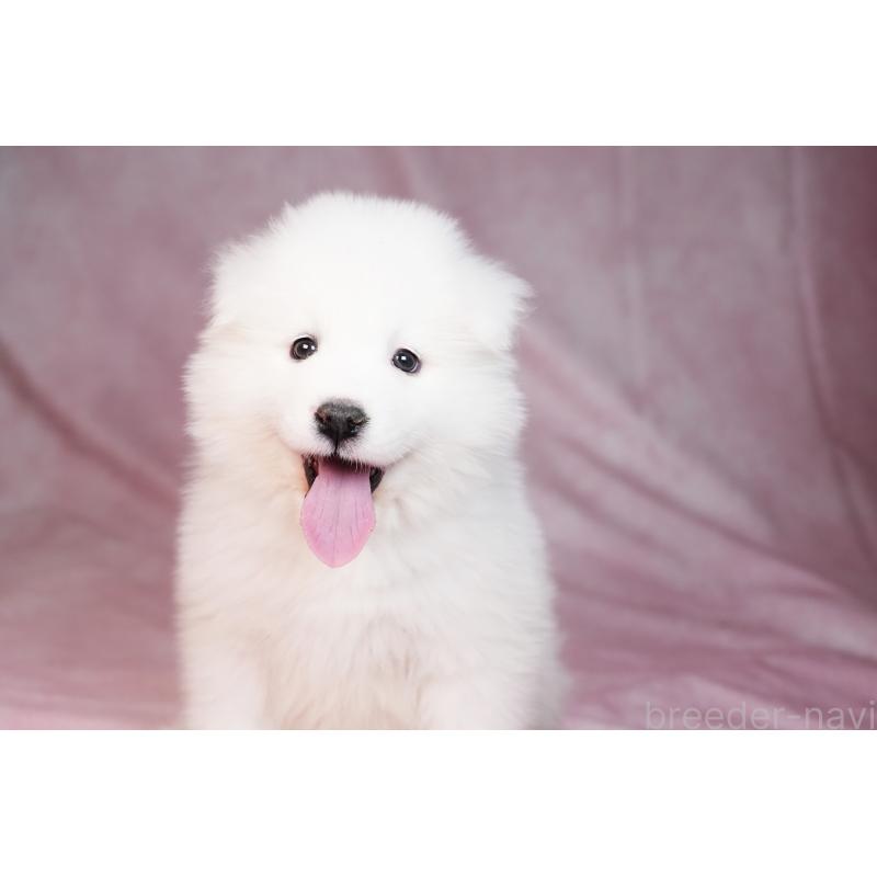 販売中の群馬県のサモエド-440399の12枚目