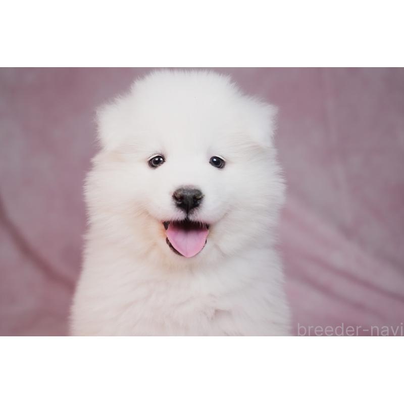 販売中の群馬県のサモエド-440399の11枚目