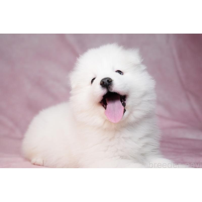 販売中の群馬県のサモエド-440399の10枚目