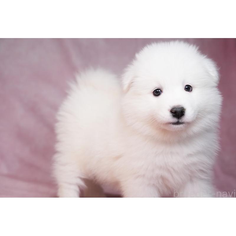 販売中の群馬県のサモエド-440399の9枚目