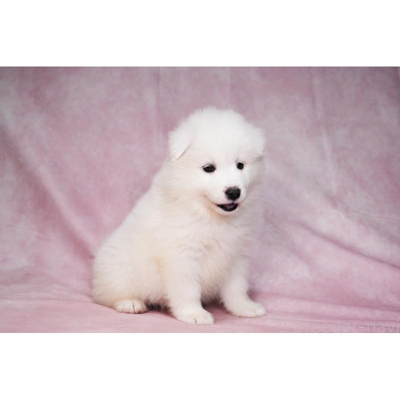 販売中の群馬県のサモエド-440399の8枚目