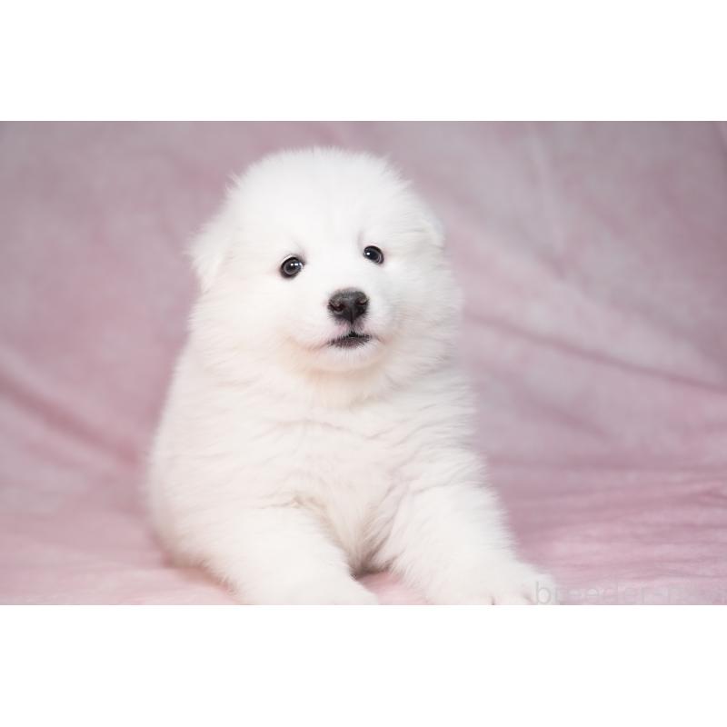 販売中の群馬県のサモエド-440399の7枚目